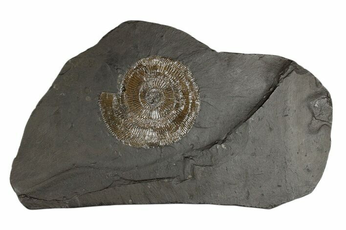 Pyritized Dactylioceras Ammonite On Shale - Germany #174260